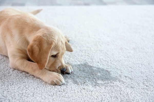 Dog laying down on clean carpet that has recently been steam cleaned