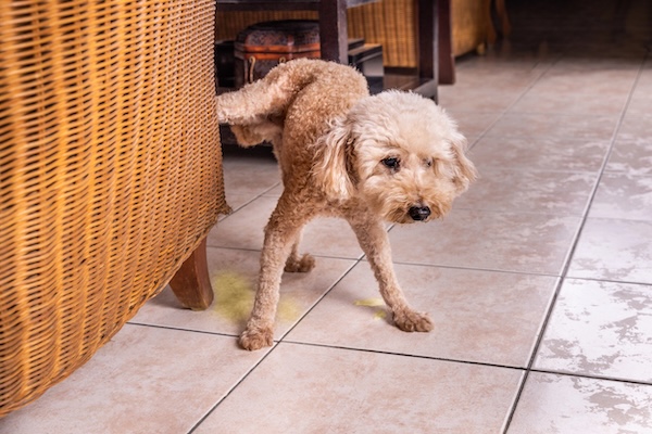 Dog peeing on furniture